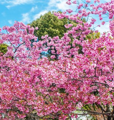 見頃 2021 桜 桜の見頃情報2021