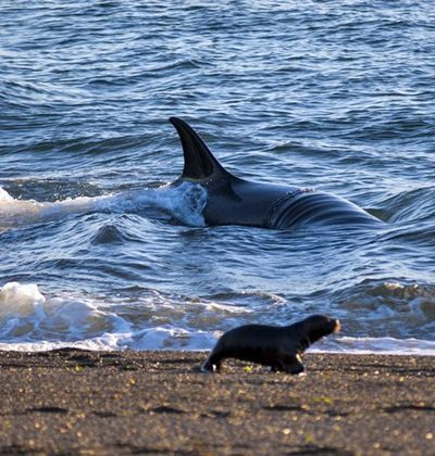 世界遺産 バルデス半島は アルゼンチンに育まれた動物のための いのちのゆりかご おすすめ旅行を探すならトラベルブック Travelbook
