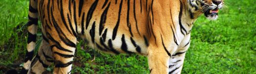 世界遺産 シュンドルボン国立公園は 広大なマングローブが群生するバングラデシュの美しい森 おすすめ旅行を探すならトラベルブック Travelbook 世界遺産 シュンドルボン国立公園は 広大なマングローブが群生するバングラデシュの美しい森 おすすめ旅行を探すならトラベルブック Travelbook