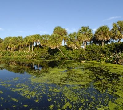 世界遺産 エヴァグレーズ国立公園の大湿原は アメリカの希少動植物の宝庫 おすすめ旅行を探すならトラベルブック Travelbook 世界遺産 エヴァグレーズ国立公園の大湿原は アメリカの希少動植物の宝庫 おすすめ旅行を探すならトラベルブック Travelbook