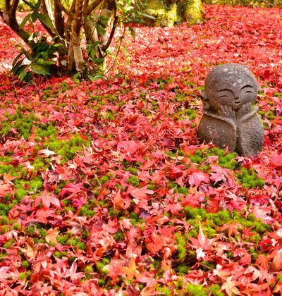 京都の紅葉21年版 紅葉の名所おすすめ60選 見頃も合わせてチェック おすすめ旅行を探すならトラベルブック Travelbook 京都の紅葉21年版 紅葉の名所おすすめ60選 見頃も合わせてチェック おすすめ旅行を探すならトラベルブック Travelbook
