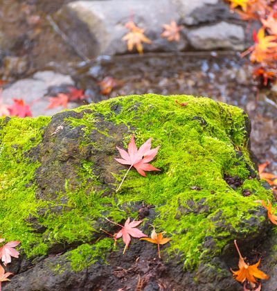手軽に秋を堪能 関東でおすすめの紅葉スポット5選 おすすめ旅行を探すならトラベルブック Travelbook 手軽に秋を堪能 関東でおすすめの紅葉スポット5選 おすすめ旅行を探すならトラベルブック Travelbook