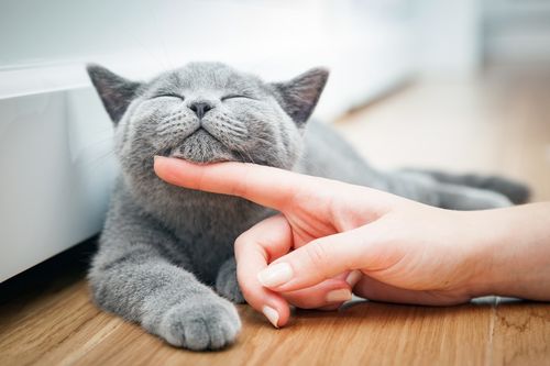 6ページ目 東京 お一人様でも楽しめちゃう おすすすめの猫カフェ選 おすすめ旅行を探すならトラベルブック Travelbook
