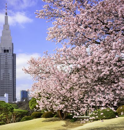 新宿でおすすめのデートスポット30選 大人のデートにおすすめな場所もご紹介 おすすめ旅行を探すならトラベルブック Travelbook 新宿でおすすめのデートスポット30選 大人のデートにおすすめな場所もご紹介 おすすめ旅行を探すならトラベルブック Travelbook