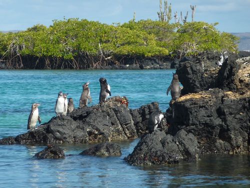 エクアドル 世界遺産 ガラパゴス諸島 の観光ガイド 多様な動物 行き方 ツアー案内 おすすめ旅行を探すならトラベルブック Travelbook