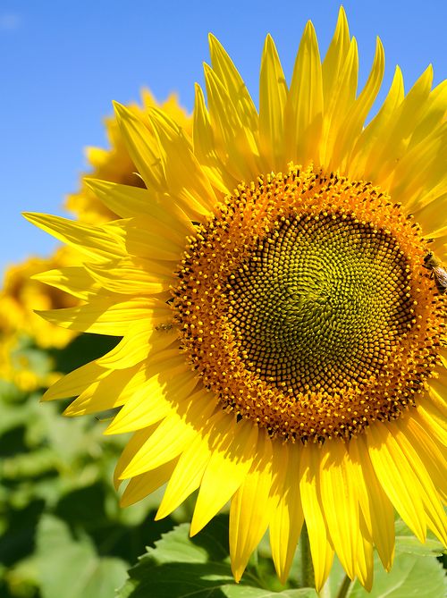 年版 中国 四国地方でおすすめのひまわり畑6選 インスタ映えスポットの開花 見頃は おすすめ旅行を探すならトラベルブック Travelbook