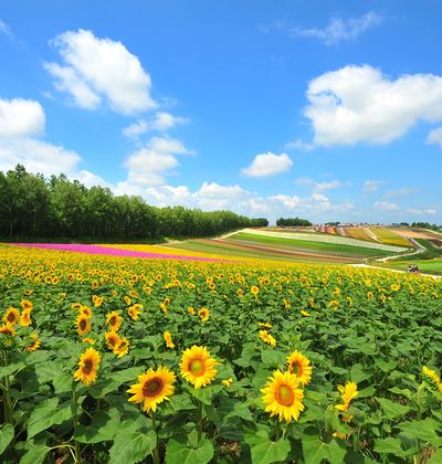 北海道年版 北竜町 道央 美瑛のおすすめひまわり畑5選 インスタ映えスポットの開花 見頃は おすすめ旅行を探すならトラベルブック Travelbook 北海道年版 北竜町 道央 美瑛のおすすめひまわり畑5選 インスタ映えスポットの開花 見頃は おすすめ旅行を探すならトラベルブック Travelbook