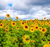 年版 愛知 東海 北陸のひまわり畑6選 おすすめインスタ映えスポットの開花 見頃は おすすめ旅行を探すならトラベルブック Travelbook 年版 愛知 東海 北陸のひまわり畑6選 おすすめインスタ映えスポットの開花 見頃は おすすめ旅行を探すならトラベルブック Travelbook