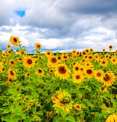 年版 愛知 東海 北陸のひまわり畑6選 おすすめインスタ映えスポットの開花 見頃は おすすめ旅行を探すならトラベルブック Travelbook 年版 愛知 東海 北陸のひまわり畑6選 おすすめインスタ映えスポットの開花 見頃は おすすめ旅行を探すならトラベルブック Travelbook