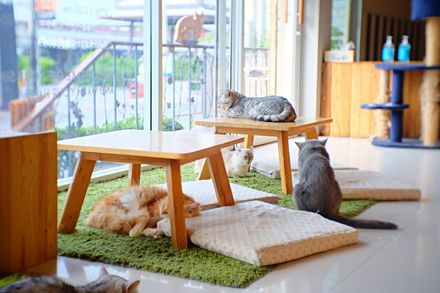 東京 はじめての方 におすすめしたい都内の 猫カフェ 4選 おすすめ旅行を探すならトラベルブック Travelbook