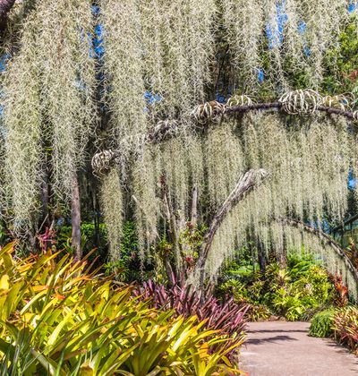 シンガポール 世界遺産 シンガポール植物園 の見どころ完全ガイド おすすめ旅行を探すならトラベルブック Travelbook シンガポール 世界遺産 シンガポール植物園 の見どころ完全ガイド おすすめ旅行を探すならトラベルブック Travelbook