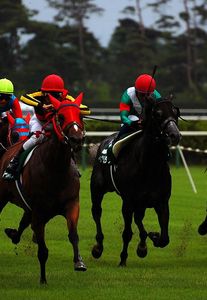 「新潟競馬場」多様なレースが開催される面白い競馬場、その特徴を紹介