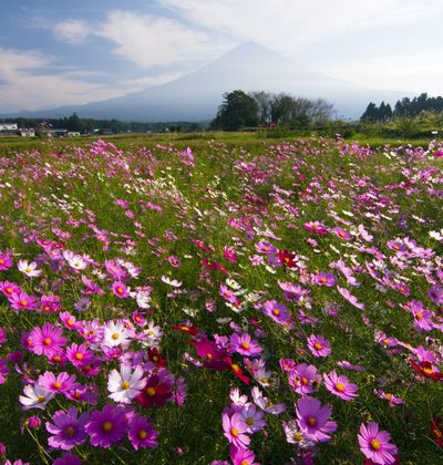 東京 10月が見頃の秋の花と 花の名所まとめ コスモス バラ ススキほか おすすめ旅行を探すならトラベルブック Travelbook 東京 10月が見頃の秋の花と 花の名所まとめ コスモス バラ ススキほか おすすめ旅行を探すならトラベルブック Travelbook