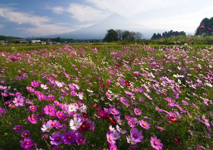 東京 10月が見頃の秋の花と 花の名所まとめ コスモス バラ ススキほか おすすめ旅行を探すならトラベルブック Travelbook 東京 10月が見頃の秋の花と 花の名所まとめ コスモス バラ ススキほか おすすめ旅行を探すならトラベルブック Travelbook