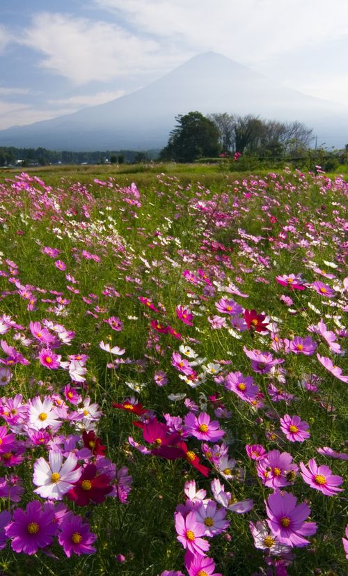 東京 10月が見頃の秋の花と 花の名所まとめ コスモス バラ ススキほか おすすめ旅行を探すならトラベルブック Travelbook 東京 10月が見頃の秋の花と 花の名所まとめ コスモス バラ ススキほか おすすめ旅行を探すならトラベルブック Travelbook