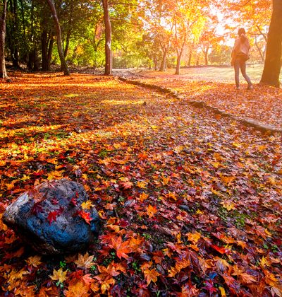 2020年版東京 11月が見頃の秋の花と 花の名所まとめ 紅葉 冬桜 秋の七草ほか おすすめ旅行を探すならトラベルブック travelbook