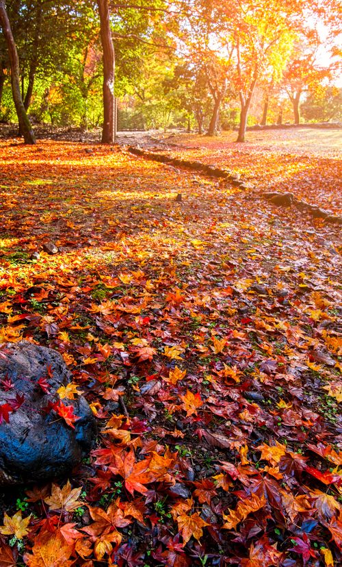 年版東京 11月が見頃の秋の花と 花の名所まとめ 紅葉 冬桜 秋の七草ほか おすすめ旅行を探すならトラベルブック Travelbook 年版東京 11月が見頃の秋の花と 花の名所まとめ 紅葉 冬桜 秋の七草ほか おすすめ旅行を探すならトラベルブック Travelbook
