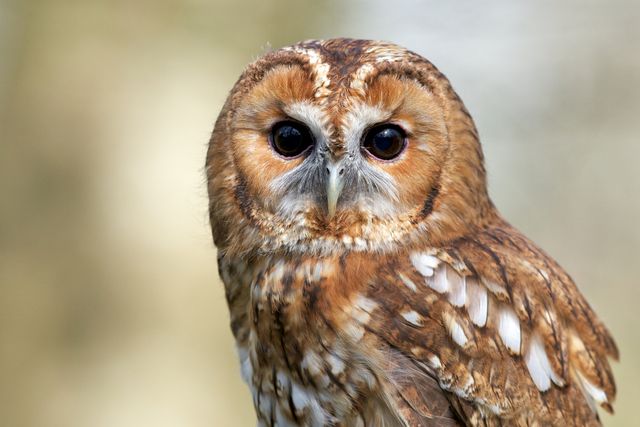 ペット フクロウの飼い方 種類 寿命 値段まとめ 自分らしい便利な暮らしを トラベルブック Travelbook