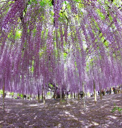 栃木で何度でも訪れたい定番観光地15選 おすすめ旅行を探すならトラベルブック Travelbook 栃木で何度でも訪れたい定番観光地15選 おすすめ旅行を探すならトラベルブック Travelbook