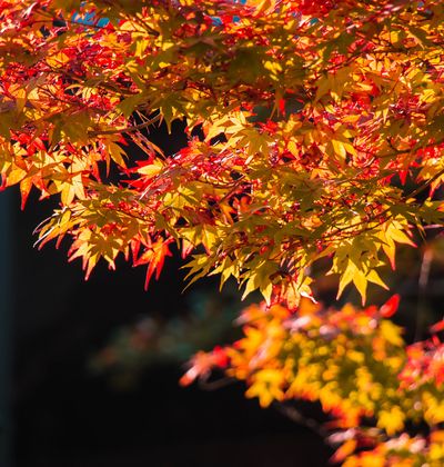 年版 広島でおすすめの紅葉スポット 見頃の時期を紹介 おすすめ旅行を探すならトラベルブック Travelbook 年版 広島でおすすめの紅葉スポット 見頃の時期を紹介 おすすめ旅行を探すならトラベルブック Travelbook