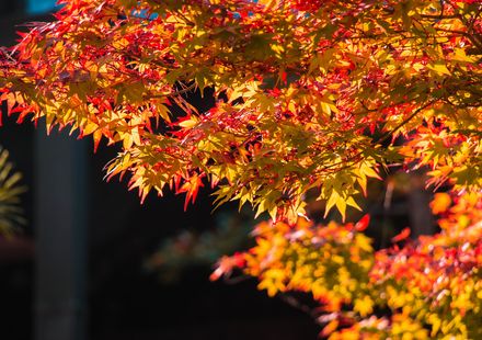 22年版 広島でおすすめの紅葉スポット 見頃の時期を紹介 おすすめ旅行を探すならトラベルブック Travelbook 22年版 広島でおすすめの紅葉スポット 見頃の時期を紹介 おすすめ旅行を探すならトラベルブック Travelbook