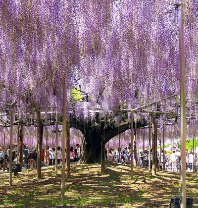 栃木 あしかがフラワーパーク観光の見どころ 花の見頃時期など基本情報まとめ おすすめ旅行を探すならトラベルブック Travelbook 栃木 あしかがフラワーパーク観光の見どころ 花の見頃時期など基本情報まとめ おすすめ旅行を探すならトラベルブック Travelbook