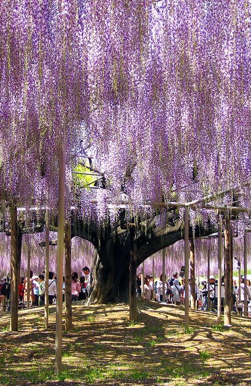 栃木 あしかがフラワーパーク観光の見どころ 花の見頃時期など基本情報まとめ おすすめ旅行を探すならトラベルブック Travelbook 栃木 あしかがフラワーパーク観光の見どころ 花の見頃時期など基本情報まとめ おすすめ旅行を探すならトラベルブック Travelbook