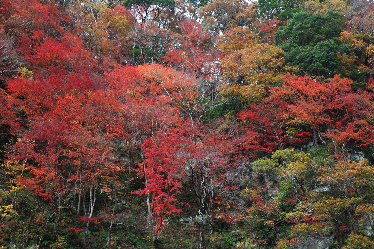 年版 千葉でおすすめの紅葉スポット 見頃の時期を紹介 おすすめ旅行を探すならトラベルブック Travelbook