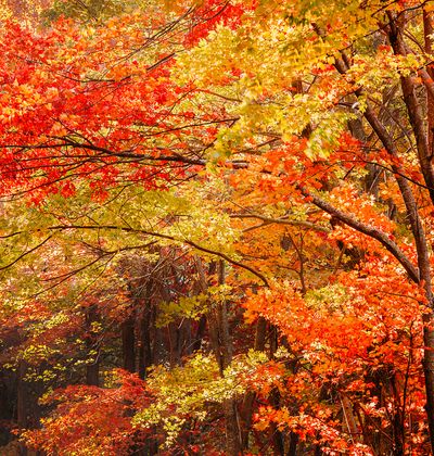年版 高尾山でおすすめの紅葉スポット 見頃の時期を紹介 おすすめ旅行を探すならトラベルブック Travelbook 年版 高尾山でおすすめの紅葉スポット 見頃の時期を紹介 おすすめ旅行を探すならトラベルブック Travelbook