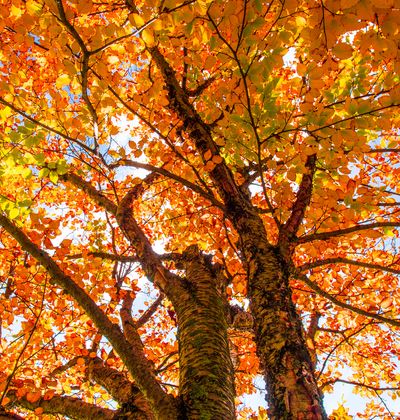 年版 日光でおすすめの紅葉スポット 見頃の時期を紹介 おすすめ旅行を探すならトラベルブック Travelbook 年版 日光でおすすめの紅葉スポット 見頃の時期を紹介 おすすめ旅行を探すならトラベルブック Travelbook