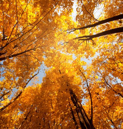 年版 関東でおすすめの紅葉スポット 見頃の時期を紹介 おすすめ旅行を探すならトラベルブック Travelbook 年版 関東でおすすめの紅葉スポット 見頃の時期を紹介 おすすめ旅行を探すならトラベルブック Travelbook