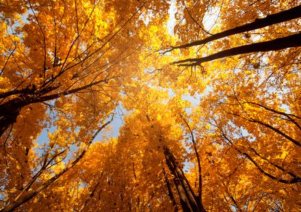 22年版 関東でおすすめの紅葉スポット 見頃の時期を紹介 おすすめ旅行を探すならトラベルブック Travelbook 22年版 関東でおすすめの紅葉スポット 見頃の時期を紹介 おすすめ旅行を探すならトラベルブック Travelbook