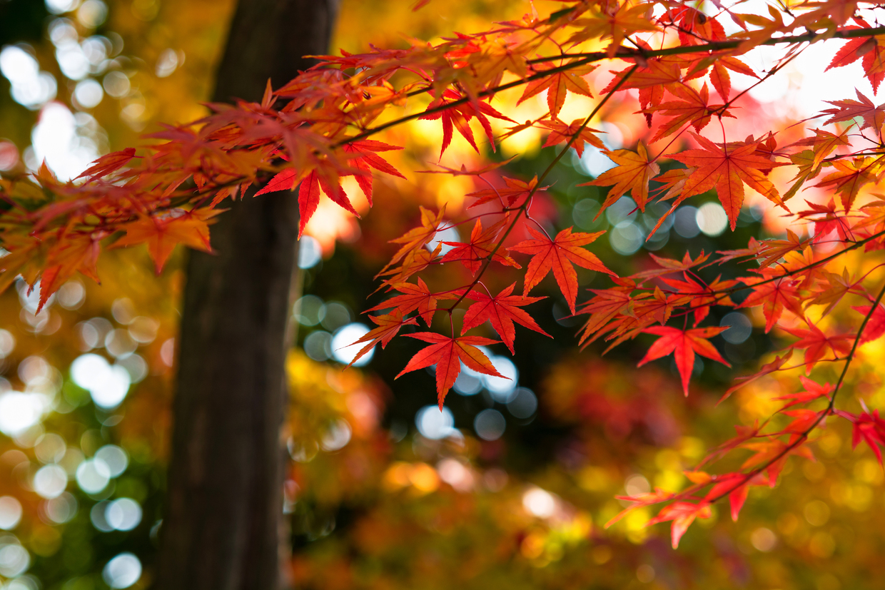 「河口湖の紅葉」 河口湖畔(もみじ回廊)の紅葉見頃・天気情報 2025 - 日本気象協会 tenki.jp