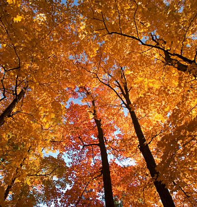 年版 秩父でおすすめの紅葉スポット 見頃の時期を紹介 おすすめ旅行を探すならトラベルブック Travelbook 年版 秩父でおすすめの紅葉スポット 見頃の時期を紹介 おすすめ旅行を探すならトラベルブック Travelbook