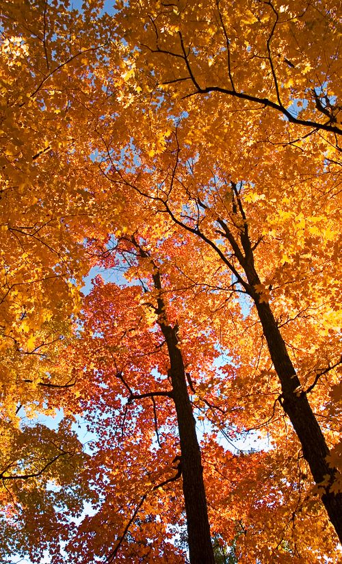 年版 秩父でおすすめの紅葉スポット 見頃の時期を紹介 おすすめ旅行を探すならトラベルブック Travelbook 年版 秩父でおすすめの紅葉スポット 見頃の時期を紹介 おすすめ旅行を探すならトラベルブック Travelbook