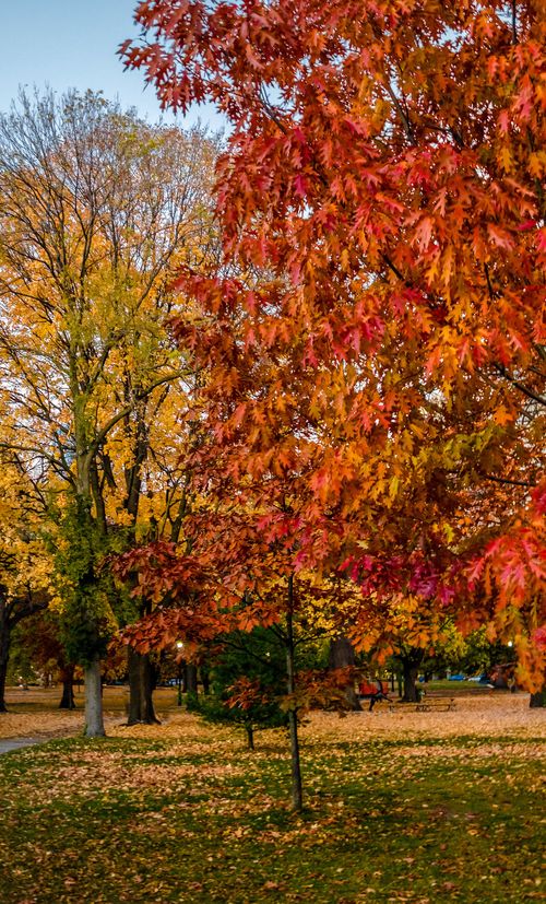 年版 奈良でおすすめの紅葉スポット 見頃の時期を紹介 おすすめ旅行を探すならトラベルブック Travelbook