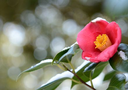 東京 1月が見頃の冬の花と 花の名所まとめ 春の七草 雪吊りほか おすすめ旅行を探すならトラベルブック Travelbook 東京 1月が見頃の冬の花と 花の名所まとめ 春の七草 雪吊りほか おすすめ旅行を探すならトラベルブック Travelbook