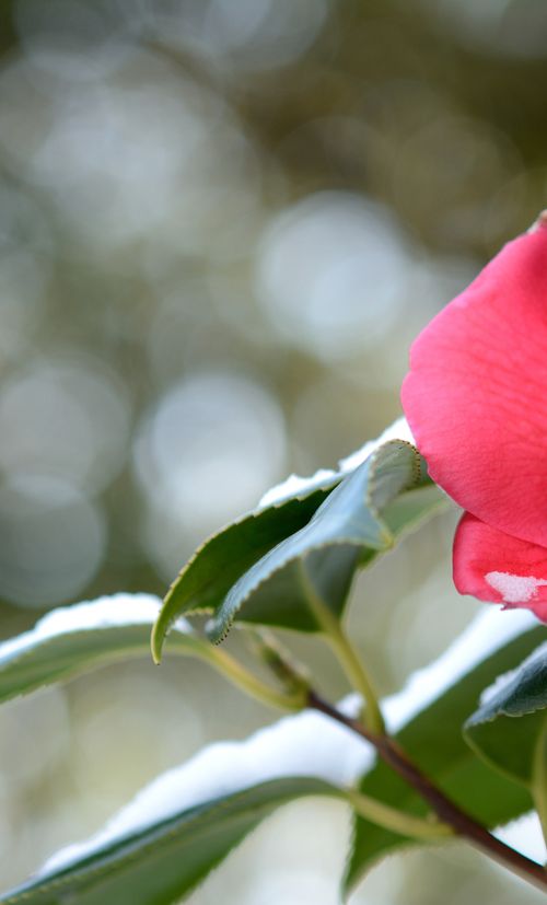 東京 1月が見頃の冬の花と 花の名所まとめ 春の七草 雪吊りほか おすすめ旅行を探すならトラベルブック Travelbook 東京 1月が見頃の冬の花と 花の名所まとめ 春の七草 雪吊りほか おすすめ旅行を探すならトラベルブック Travelbook