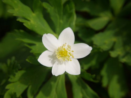 東京 3月が見頃の春の花と 花の名所まとめ 菜の花 タンポポ他 おすすめ旅行を探すならトラベルブック Travelbook