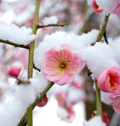東京 2月が見頃の冬の花と 花の名所まとめ ツバキ ウメほか おすすめ旅行を探すならトラベルブック Travelbook 東京 2月が見頃の冬の花と 花の名所まとめ ツバキ ウメほか おすすめ旅行を探すならトラベルブック Travelbook