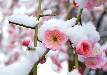 東京 2月が見頃の冬の花と 花の名所まとめ ツバキ ウメほか おすすめ旅行を探すならトラベルブック Travelbook 東京 2月が見頃の冬の花と 花の名所まとめ ツバキ ウメほか おすすめ旅行を探すならトラベルブック Travelbook