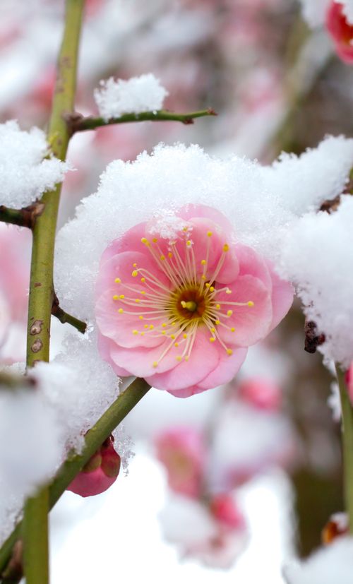 東京 2月が見頃の冬の花と 花の名所まとめ ツバキ ウメほか おすすめ旅行を探すならトラベルブック Travelbook 東京 2月が見頃の冬の花と 花の名所まとめ ツバキ ウメほか おすすめ旅行を探すならトラベルブック Travelbook