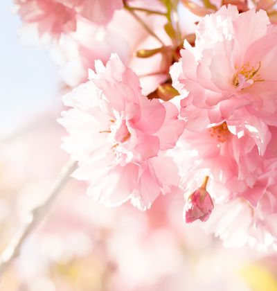 東京 4月が見頃の春の花と 花の名所まとめ サクラ ジュウガツザクラ他 おすすめ旅行を探すならトラベルブック Travelbook 東京 4月が見頃の春の花と 花の名所まとめ サクラ ジュウガツザクラ他 おすすめ旅行を探すならトラベルブック Travelbook