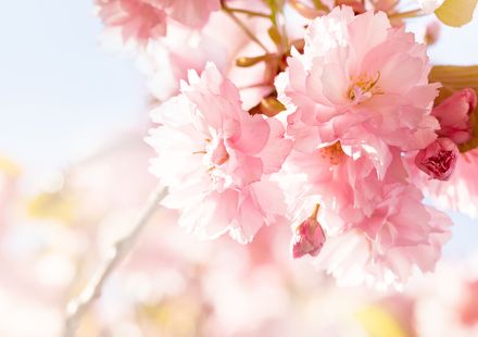 東京 4月が見頃の春の花と 花の名所まとめ サクラ ジュウガツザクラ他 おすすめ旅行を探すならトラベルブック Travelbook 東京 4月が見頃の春の花と 花の名所まとめ サクラ ジュウガツザクラ他 おすすめ旅行を探すならトラベルブック Travelbook