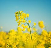 東京 3月が見頃の春の花と 花の名所まとめ 菜の花 タンポポ他 おすすめ旅行を探すならトラベルブック Travelbook 東京 3月が見頃の春の花と 花の名所まとめ 菜の花 タンポポ他 おすすめ旅行を探すならトラベルブック Travelbook