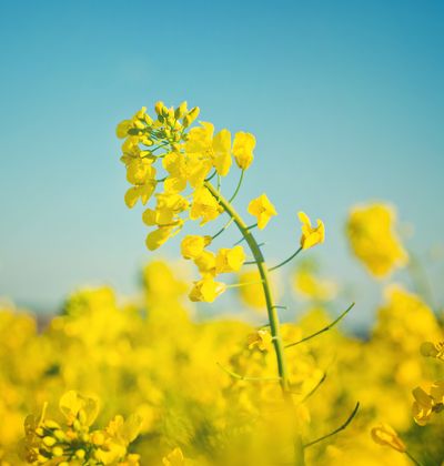 東京 3月が見頃の春の花と 花の名所まとめ 菜の花 タンポポ他 おすすめ旅行を探すならトラベルブック Travelbook