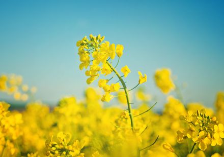 東京 3月が見頃の春の花と 花の名所まとめ 菜の花 タンポポ他 おすすめ旅行を探すならトラベルブック Travelbook 東京 3月が見頃の春の花と 花の名所まとめ 菜の花 タンポポ他 おすすめ旅行を探すならトラベルブック Travelbook