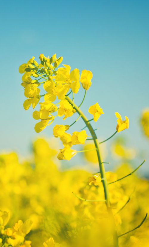 東京 3月が見頃の春の花と 花の名所まとめ 菜の花 タンポポ他 おすすめ旅行を探すならトラベルブック Travelbook 東京 3月が見頃の春の花と 花の名所まとめ 菜の花 タンポポ他 おすすめ旅行を探すならトラベルブック Travelbook