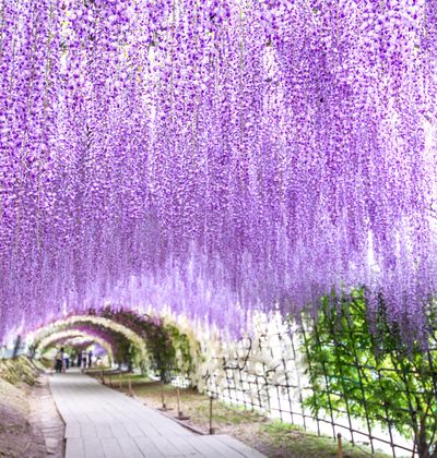 東京 5月が見頃の夏の花と 花の名所まとめ ツツジ フジ他 おすすめ旅行を探すならトラベルブック Travelbook 東京 5月が見頃の夏の花と 花の名所まとめ ツツジ フジ他 おすすめ旅行を探すならトラベルブック Travelbook
