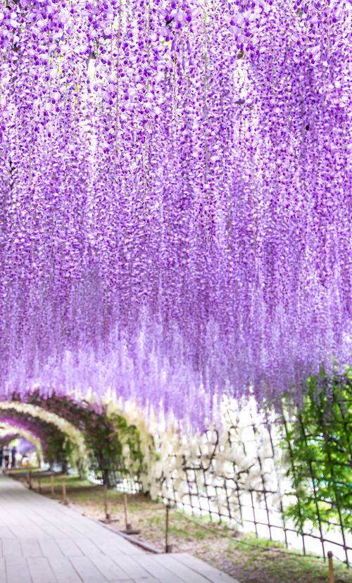 東京 5月が見頃の夏の花と 花の名所まとめ ツツジ フジ他 おすすめ旅行を探すならトラベルブック Travelbook 東京 5月が見頃の夏の花と 花の名所まとめ ツツジ フジ他 おすすめ旅行を探すならトラベルブック Travelbook